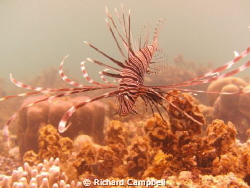 lionfish..sealife dc1000.. by Richard Campbell 